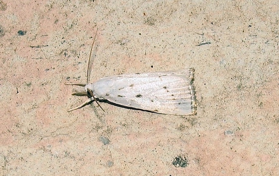 Crambidae: Calamotropha paludella f. nivella